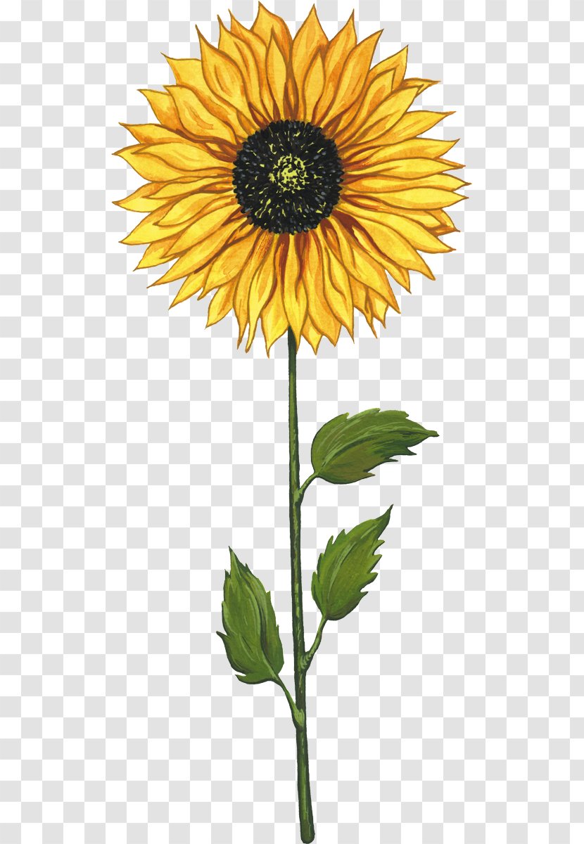 Common Sunflower Seed Cartoon Clip Art - Flowering Plant - Painting Transparent PNG