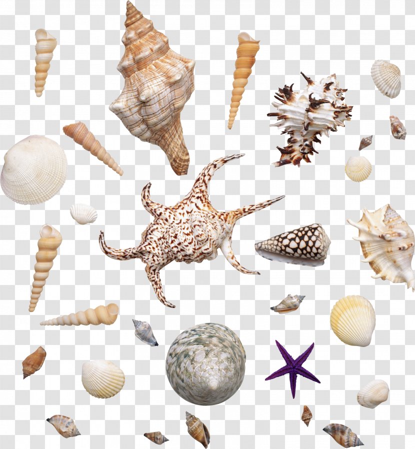 Organization Information Conchology Seashell Sea Snail - Kaya Scodelario Transparent PNG