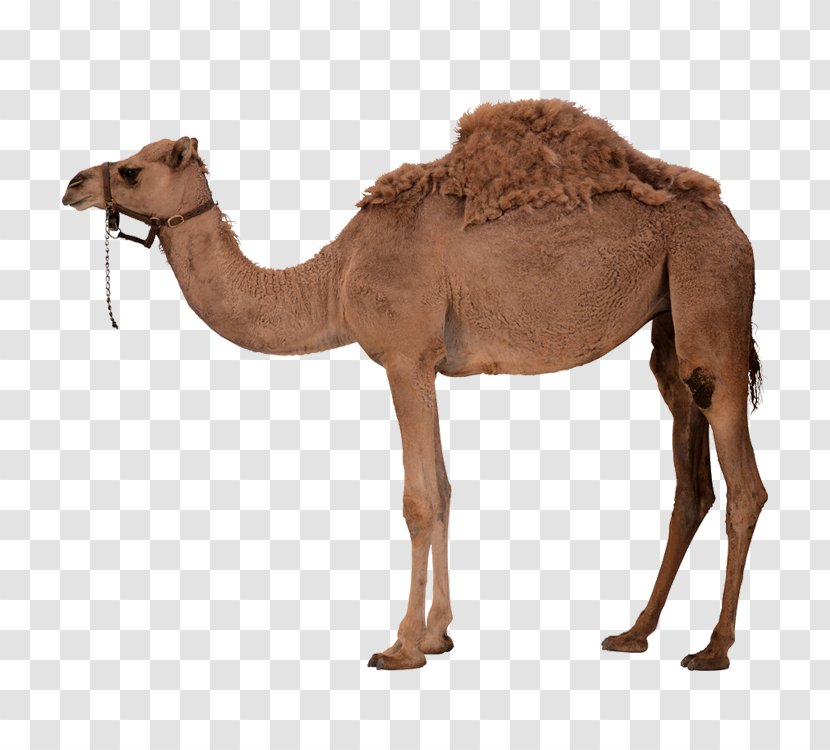 Dromedary Bactrian Camel - Snout Transparent PNG