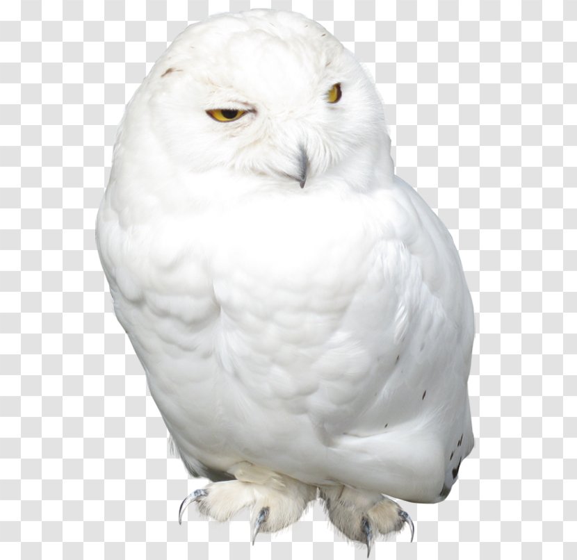 Snowy Owl Bird Clip Art - Of Prey Transparent PNG