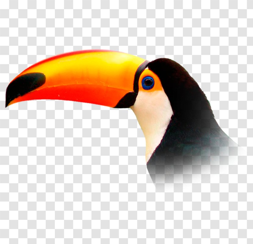 Flight Toucan Bird Vuela Travel Transparent PNG