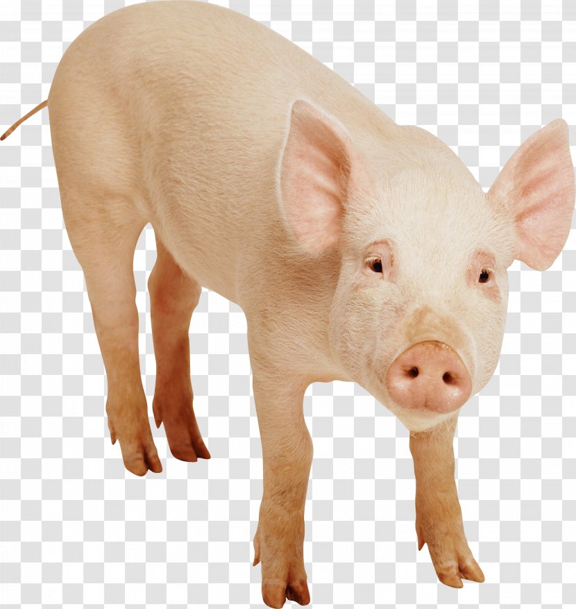 Domestic Pig Clip Art - Livestock - Image Transparent PNG