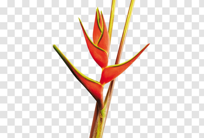 Bird Of Paradise - Heliconia Psittacorum - Zingiberales Pedicel Transparent PNG