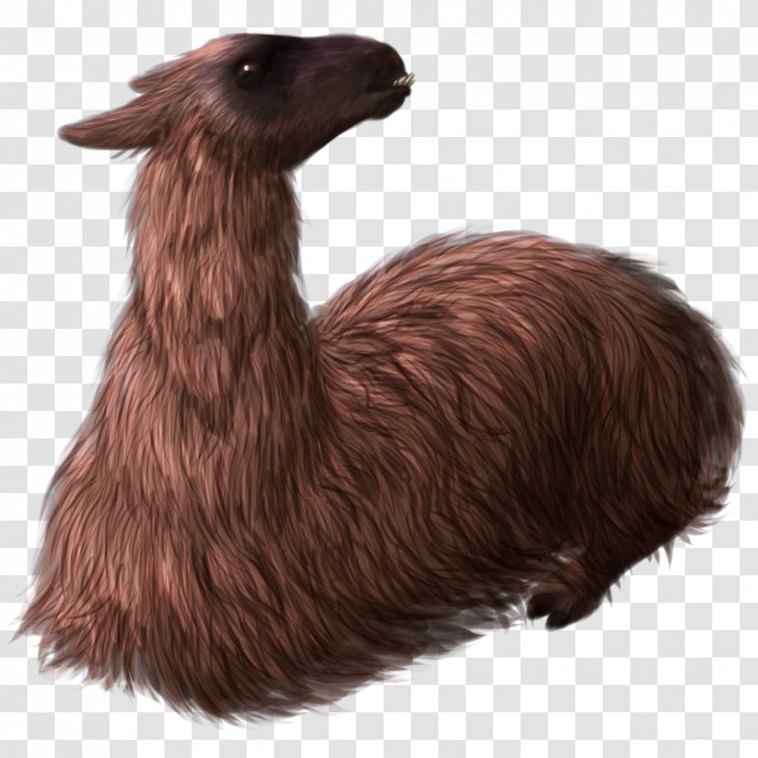 Llama Fur Terrestrial Animal Snout - Drawing Transparent PNG