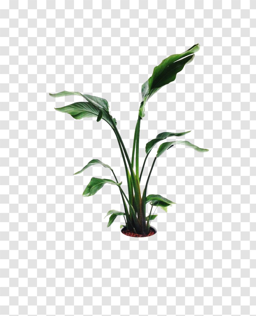 Leaf Flowerpot Plant Stem - Vase Transparent PNG