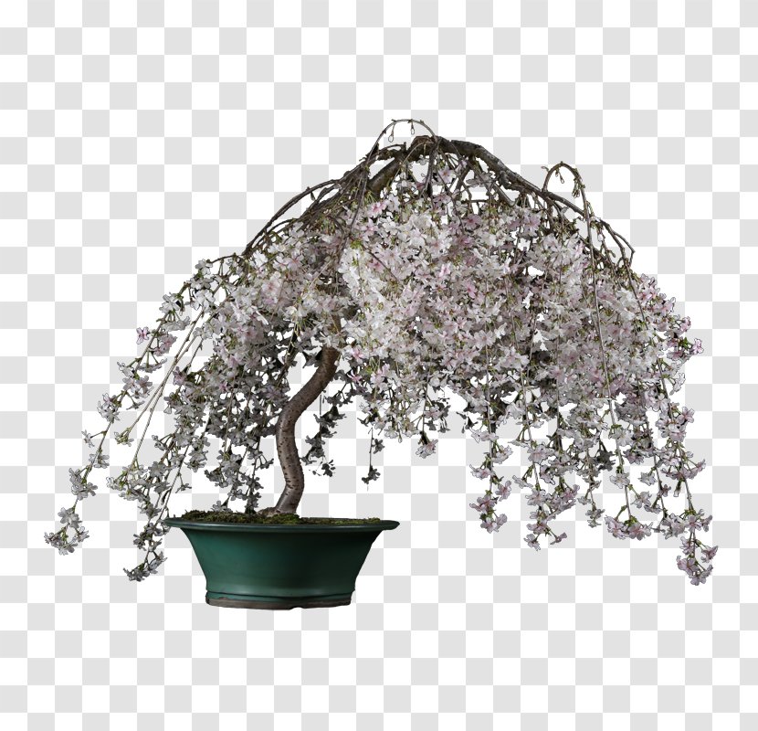 Bonsai Product Tree - Plum Blossom Transparent PNG