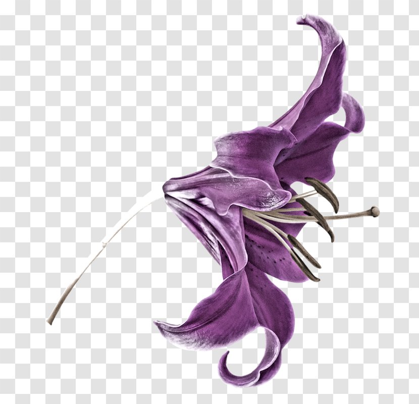 Petal Purple Flower Lilium Transparent PNG