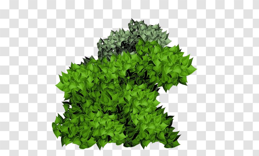 Shrub Plant Clip Art - Leaf - Green Trees Transparent PNG