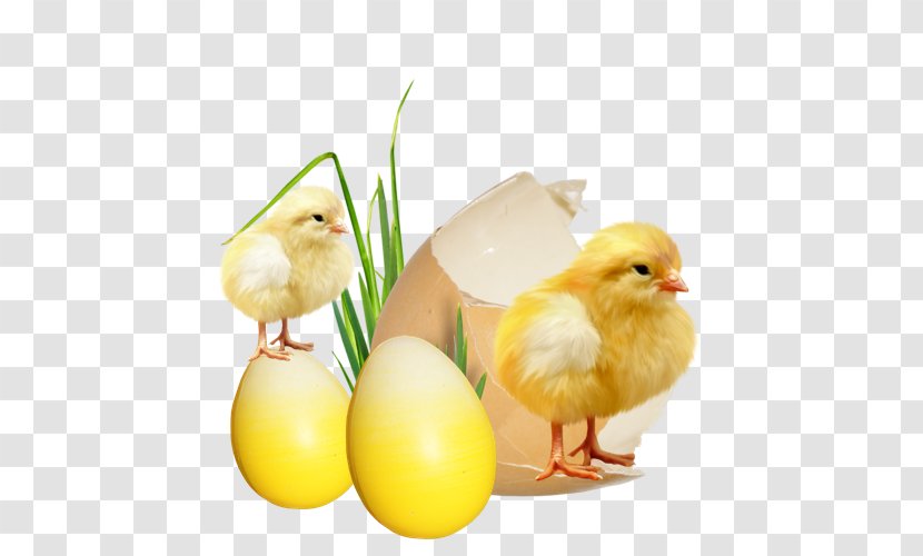 Chicken Egg Kifaranga Burrito Easter - Food Transparent PNG