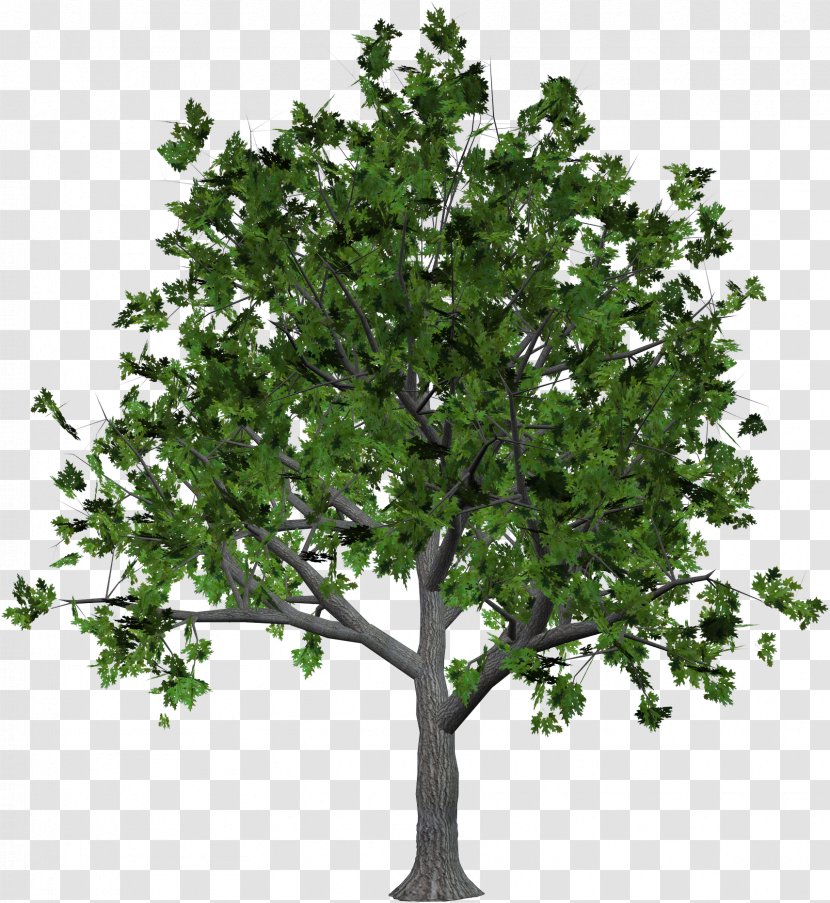 Shrub Tree Clip Art - Image Resolution Transparent PNG