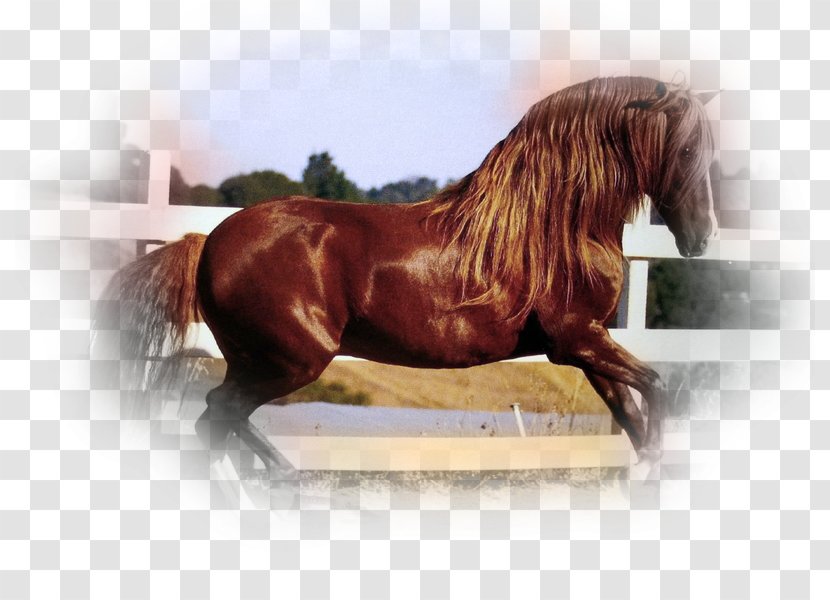 Lusitano Peruvian Paso Noriker Maremmano Andalusian Horse - Abtenauer - Breed Transparent PNG