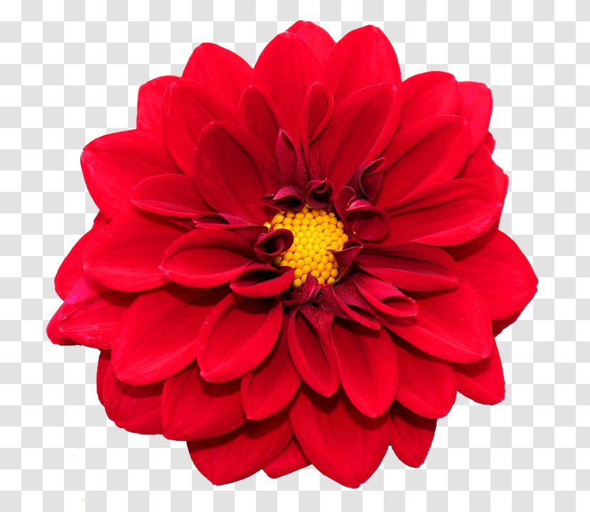 Flower Flowering Plant Petal Red - Cut Flowers - Dahlia Zinnia Transparent PNG