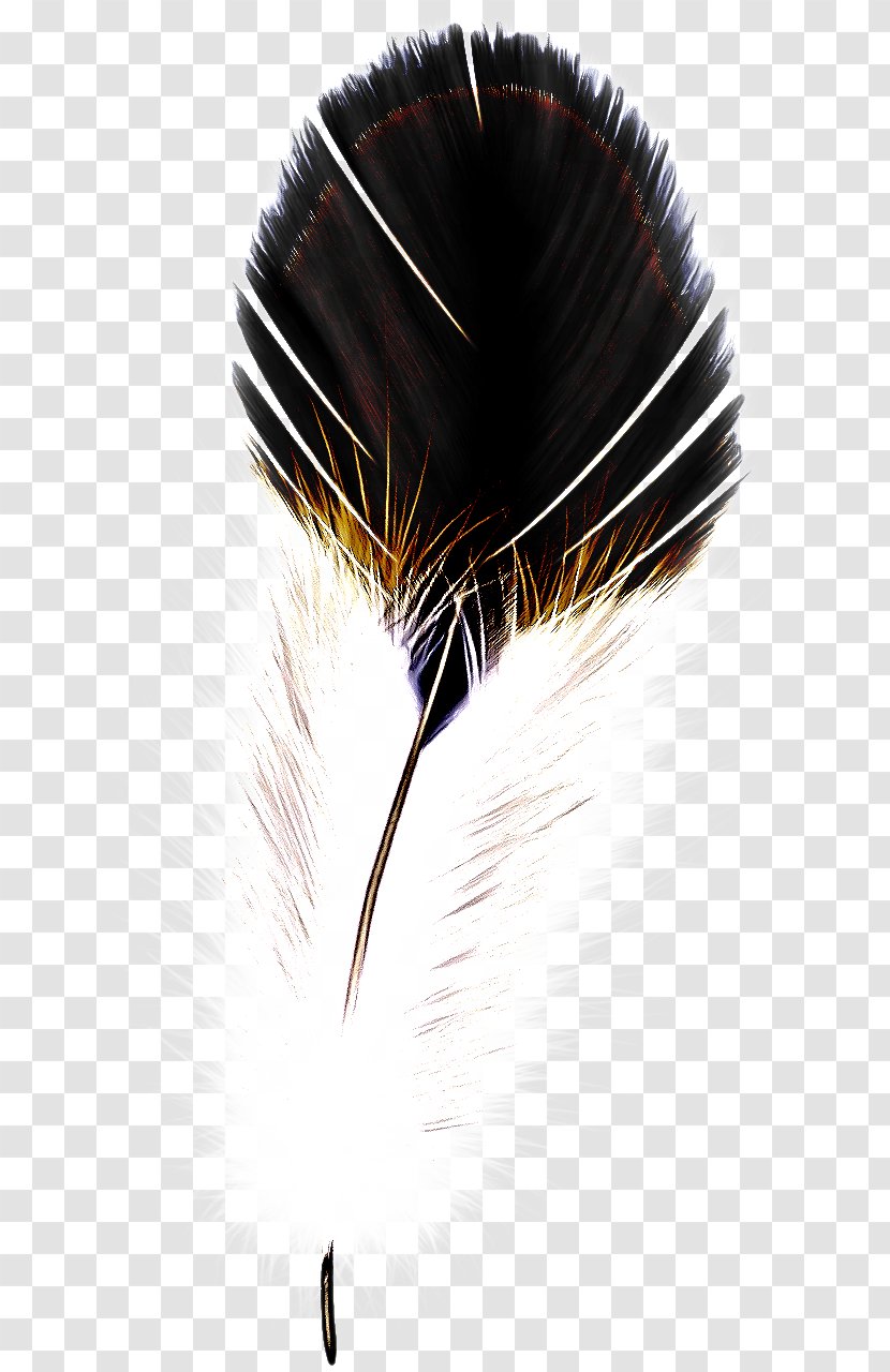 Feather - Fashion Accessory - Natural Material Black Hair Transparent PNG