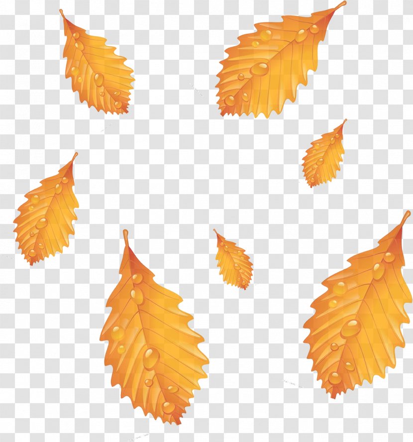 Autumn Leaf Deciduous Season - Petal - Leaves Transparent PNG