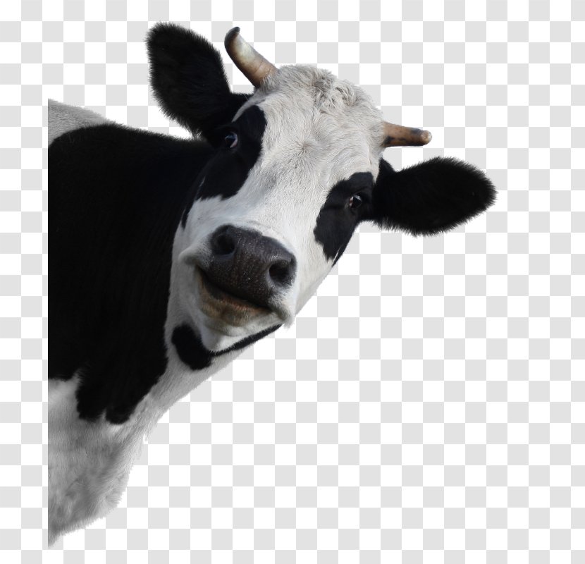 Holstein Friesian Cattle Milk Dairy Highland - Farm Transparent PNG