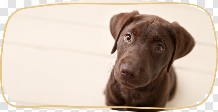 Labrador Retriever Puppy Dog Breed Sporting Group - Cake Cash Coupon Transparent PNG