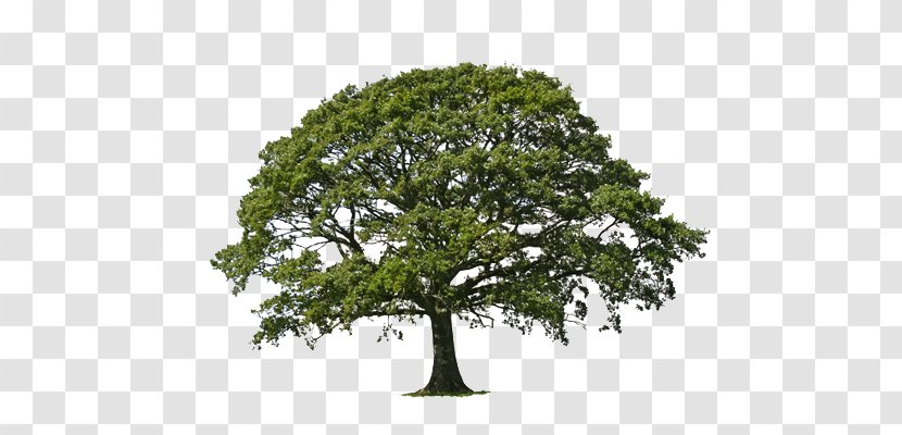 Tree Willow Oak Weeping Certified Arborist - Stock Photography - Boom Hotel Transparent PNG