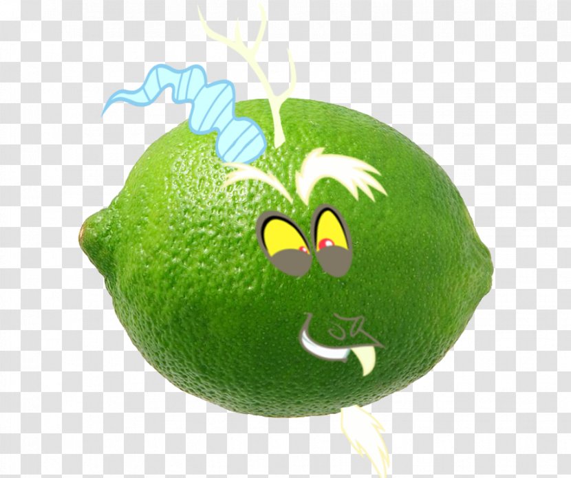 Persian Lime Citron Key Citrus Junos - Little Buddha Transparent PNG