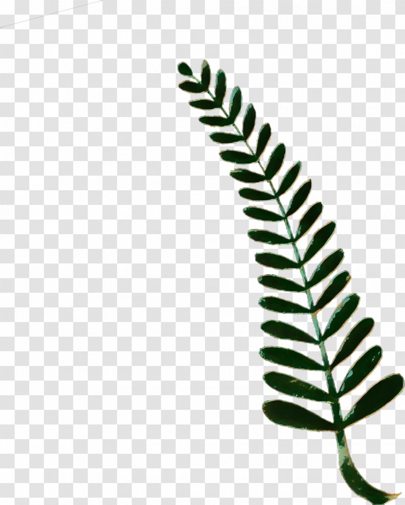 Fern - Green - Plant Stem Ostrich Transparent PNG