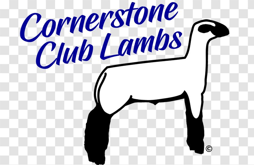 Lambs Domestic Sheep Reproduction Stud Lamb And Mutton - Breeders Transparent PNG