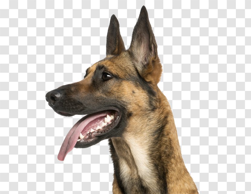 Malinois Dog German Shepherd Belgian Tervuren Puppy - Police Transparent PNG