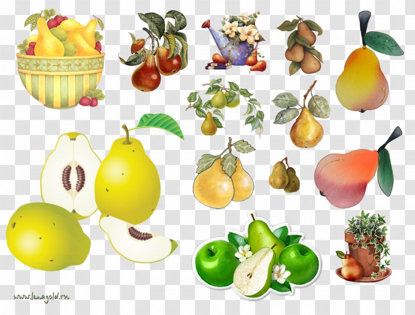 Amygdaloideae Pear Food Vegetarian Cuisine Fruit Transparent PNG
