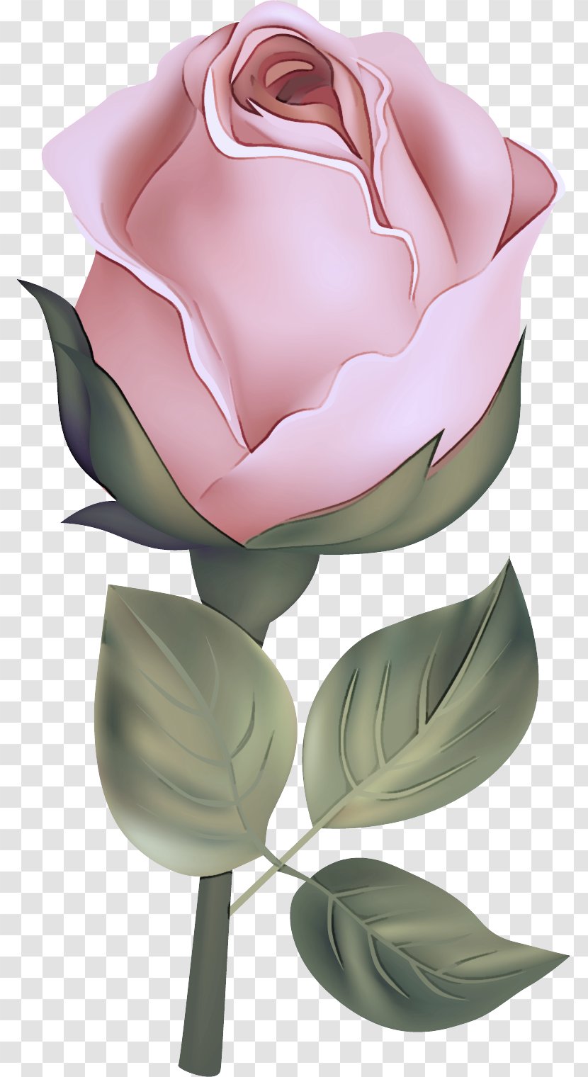 Garden Roses - Flower - Rose Family Flowering Plant Transparent PNG