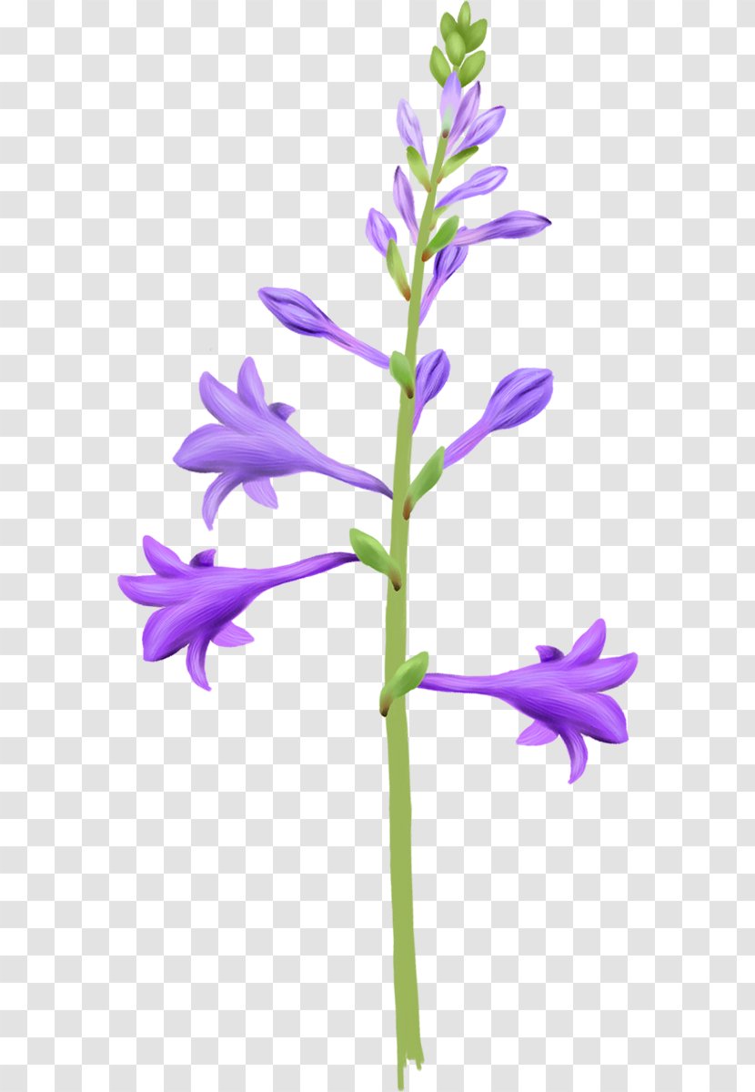 Lily Of The Valley Lilium Drawing - Lavender Transparent PNG