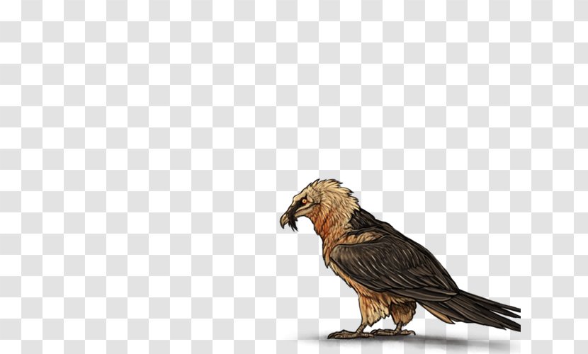 Egyptian Vulture Bird Eagle Beak Transparent PNG