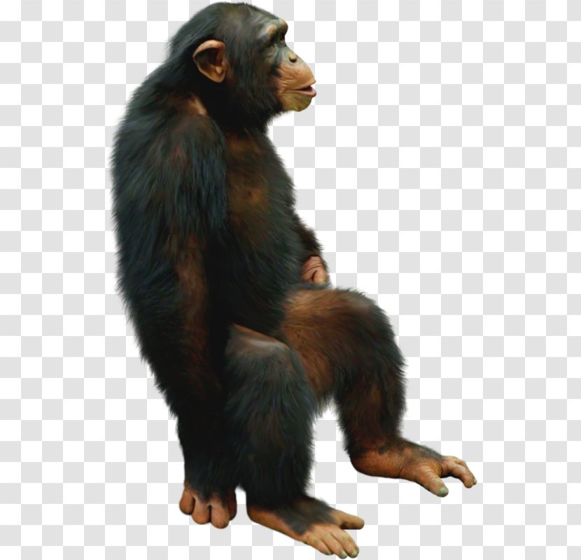 Common Chimpanzee Gorilla Monkey Cheeta - Mammal - Sitting Transparent PNG