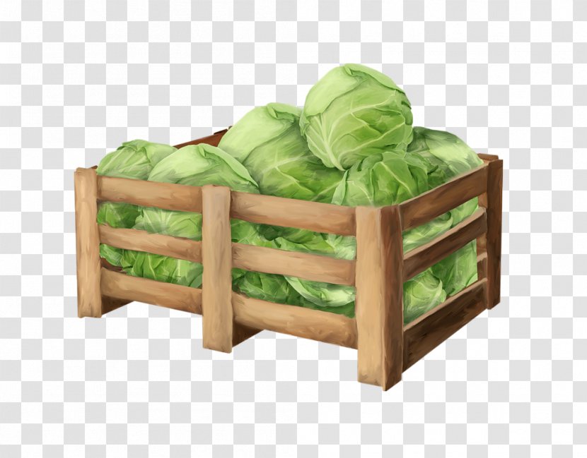 Vegetable Cabbage Auglis - Furniture Transparent PNG