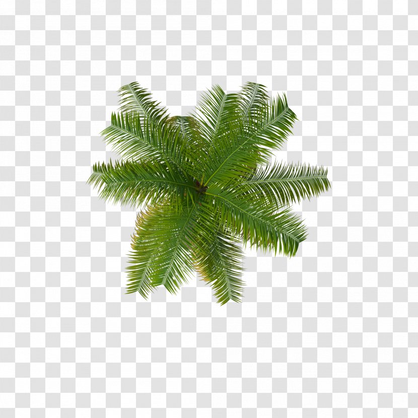 Palm Trees Coconut Clip Art - Pine Family Transparent PNG