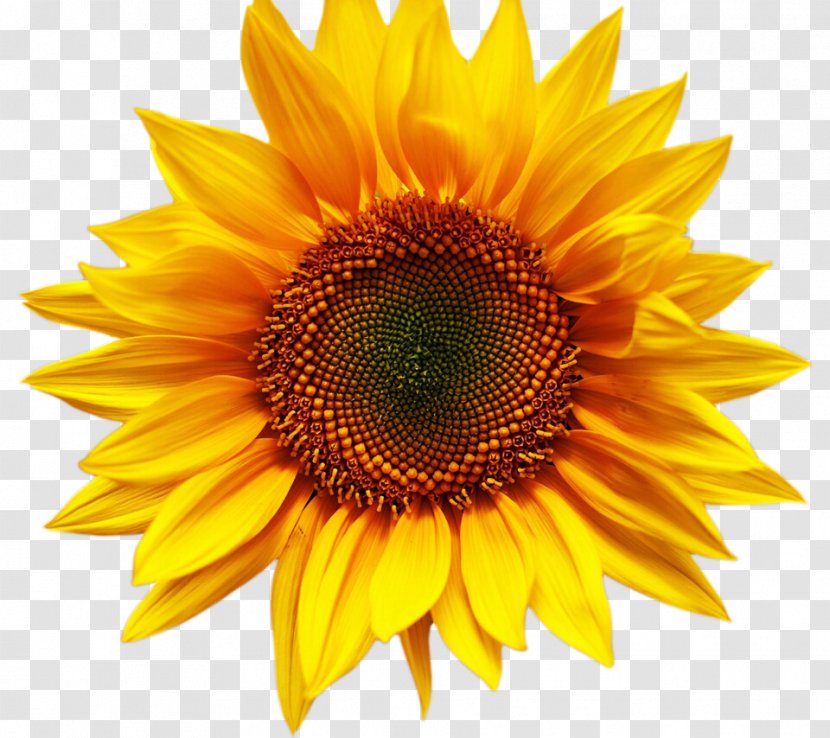 Desktop Wallpaper Stock.xchng Sunflower Image Stock Photography - Pollen - Icosahedral Transparent PNG