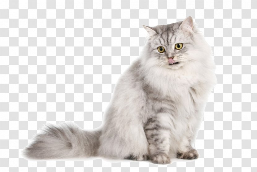 Burmilla Persian Cat Exotic Shorthair Kitten German Longhaired Pointer - Small To Medium Sized Cats Transparent PNG