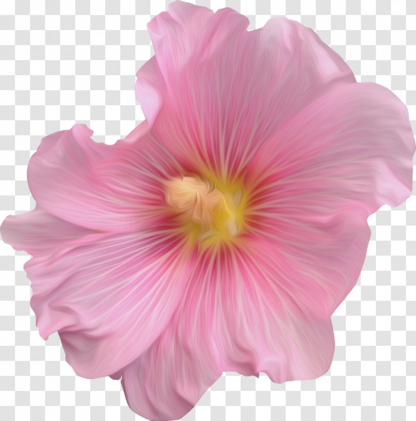 Rosemallows Cut Flowers Rose Family Pink M - Peach Transparent PNG