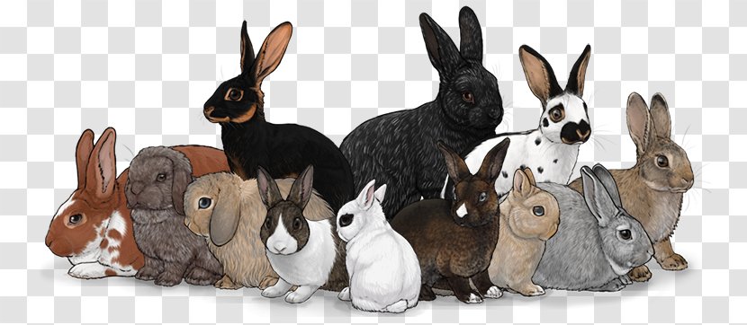 Domestic Rabbit Hare - Fauna Transparent PNG