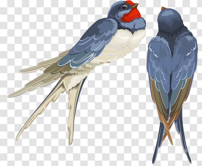 Vector Graphics Swallow Bird Image Illustration - Art Transparent PNG