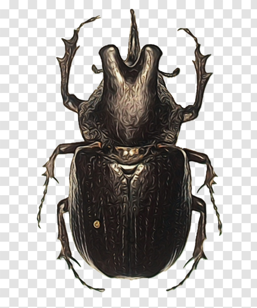 Japanese Rhinoceros Beetle Beetles Dung Beetle Stx Eu.tm Energy Nr Dl Rhinoceros Beetles Transparent PNG