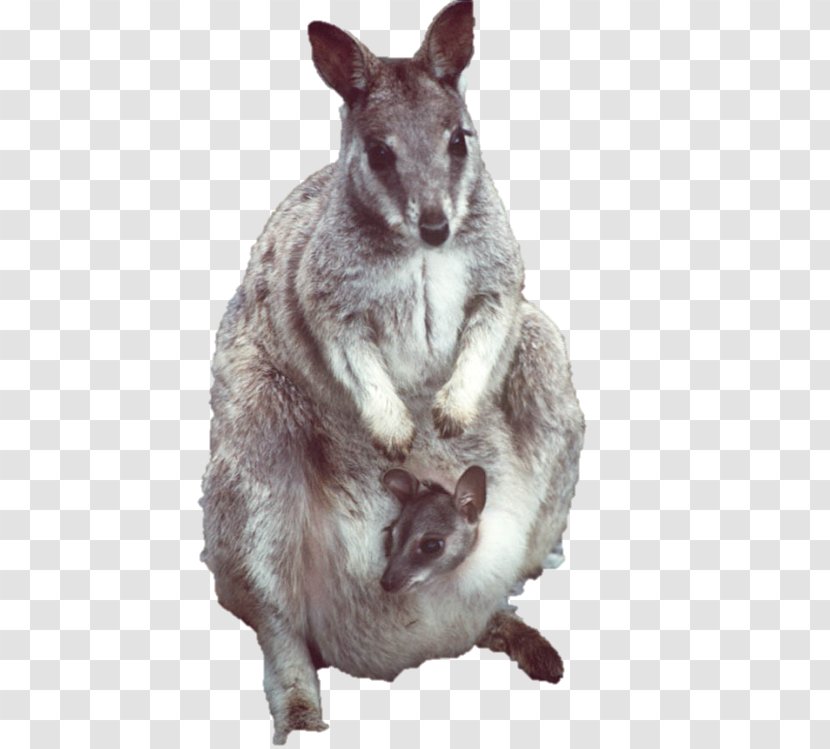 Wallaby Reserve Mouse Rock-wallaby Marsupial - Macropodidae - Australia Kangaroo Transparent PNG
