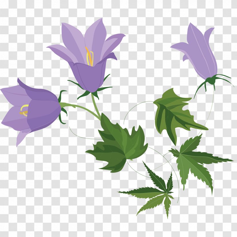 Harebell Bellflower Family Image - Plants - Beautiful Flowers Transparent PNG