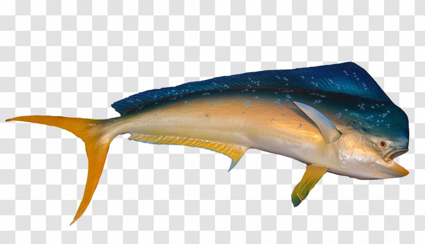 Dolphin Porpoise Mahi-mahi Fishing - Seafood - [dolphin Transparent PNG
