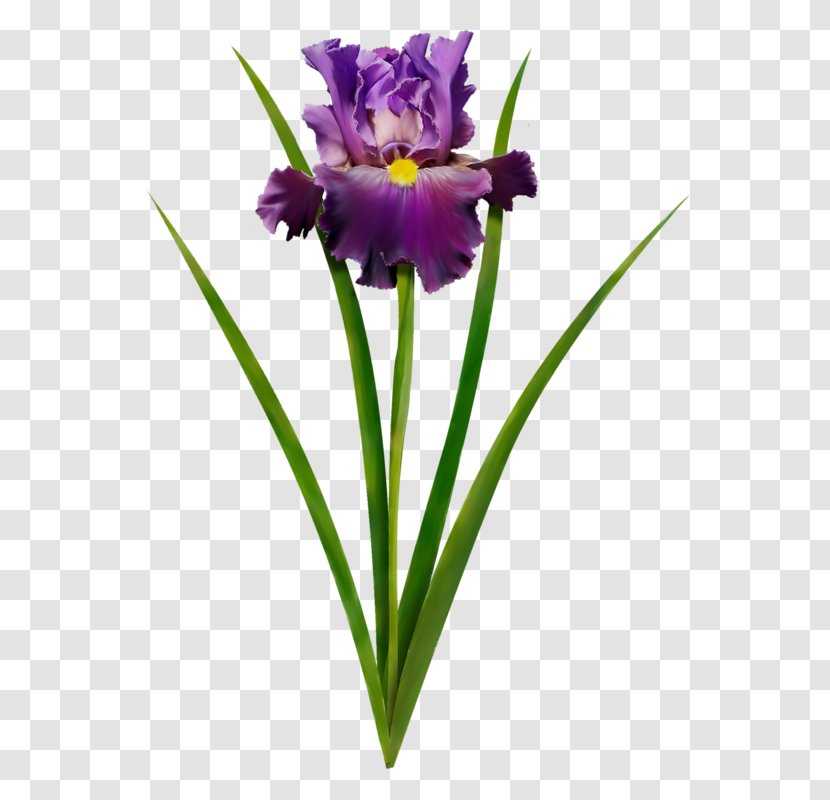 Irises Watercolor Painting Flower Violet - Perennial Plant Transparent PNG