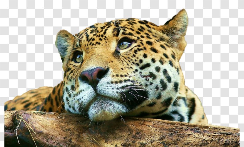 Desktop Wallpaper Jaguar Tiger Mobile Phones Cheetah - Big Cat Transparent PNG
