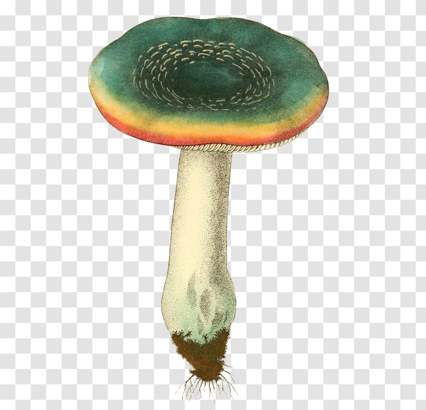 Download Clip Art - Google Images - Simple Mushrooms Transparent PNG