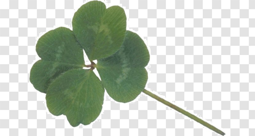 Four-leaf Clover Shamrock Kleeblatt Happiness Transparent PNG