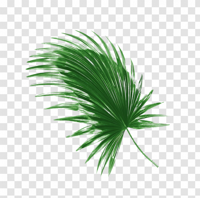 Palm Trees Transparent PNG