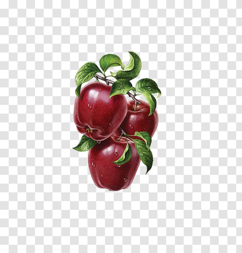 Illustrator Graphic Design Fruit Behance Illustration - Acerola - If The Tongue Transparent PNG