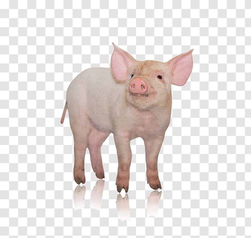 Danish Landrace Pig Photography Pork Livestock - The Head Of Transparent PNG