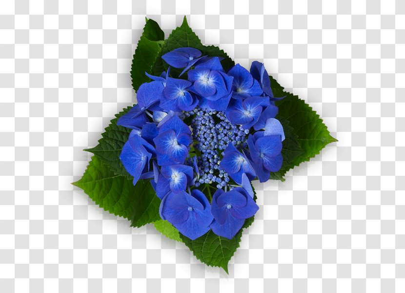 Hydrangea Floral Design Cut Flowers Petal - Flower Transparent PNG