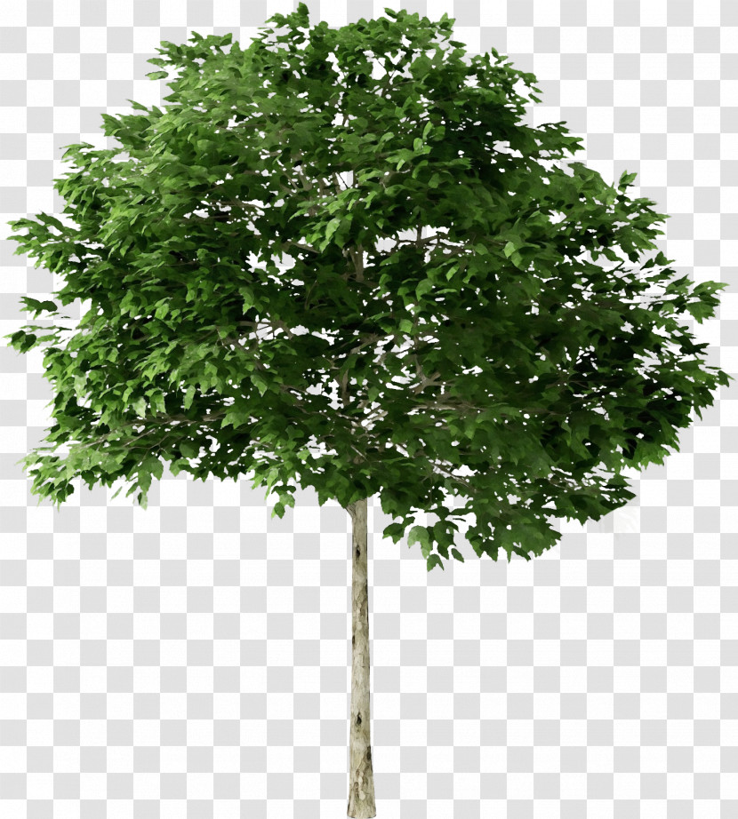 Quercus Suber Tree Plants Ash American Sycamore Transparent PNG